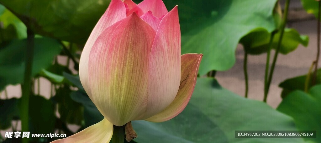花苞