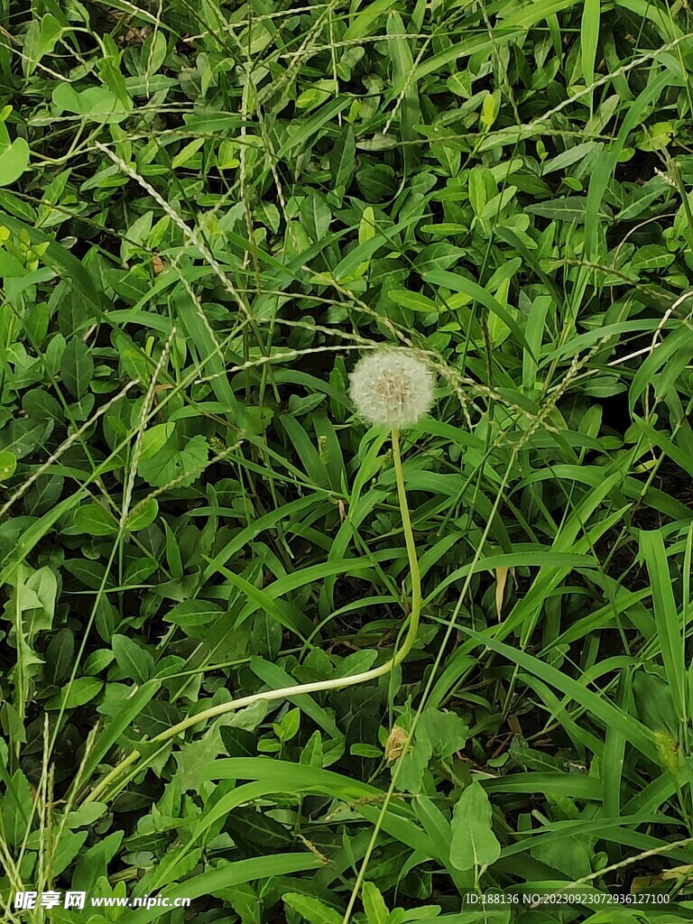 白色绒球