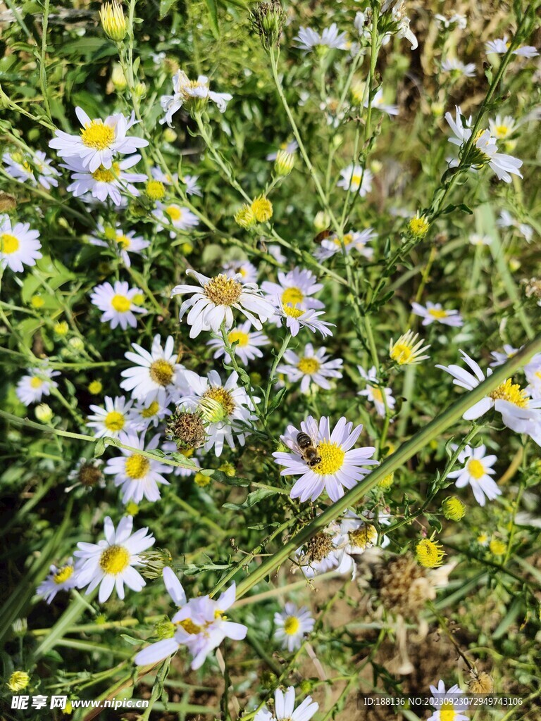 秋菊 雏菊 滨菊