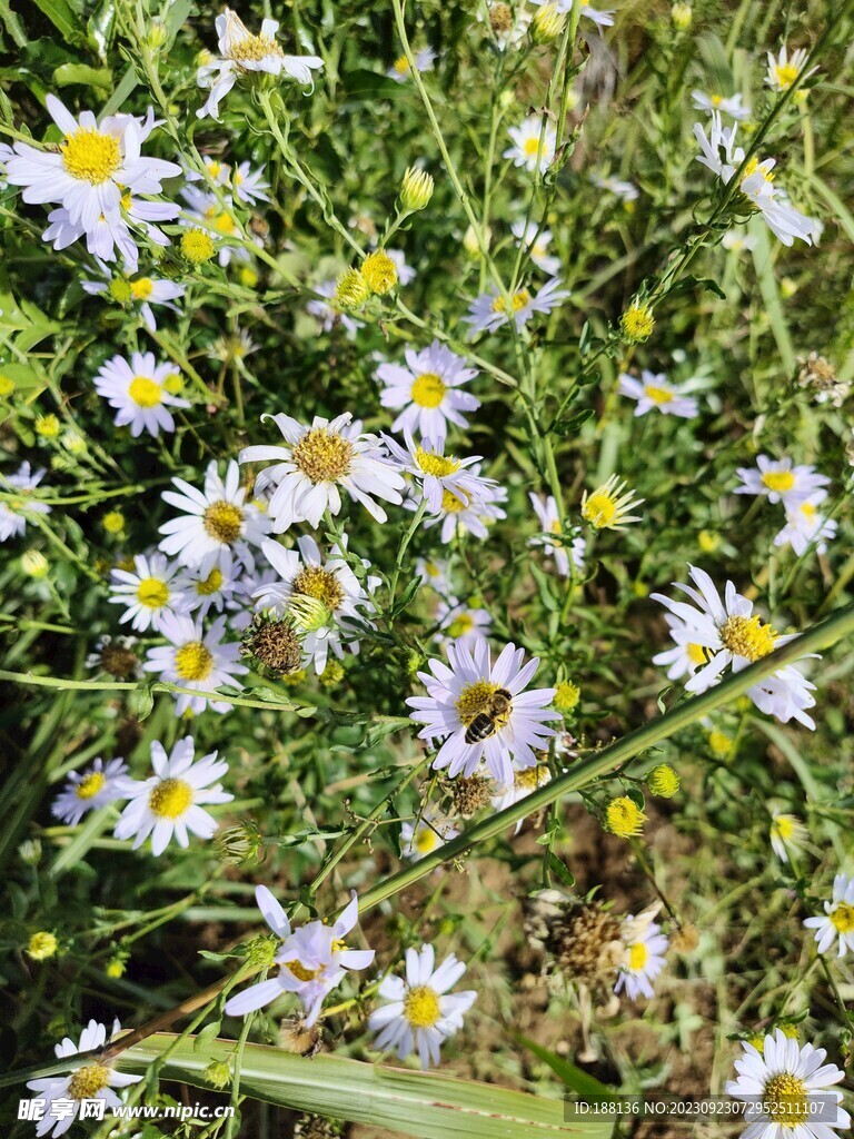 雏菊