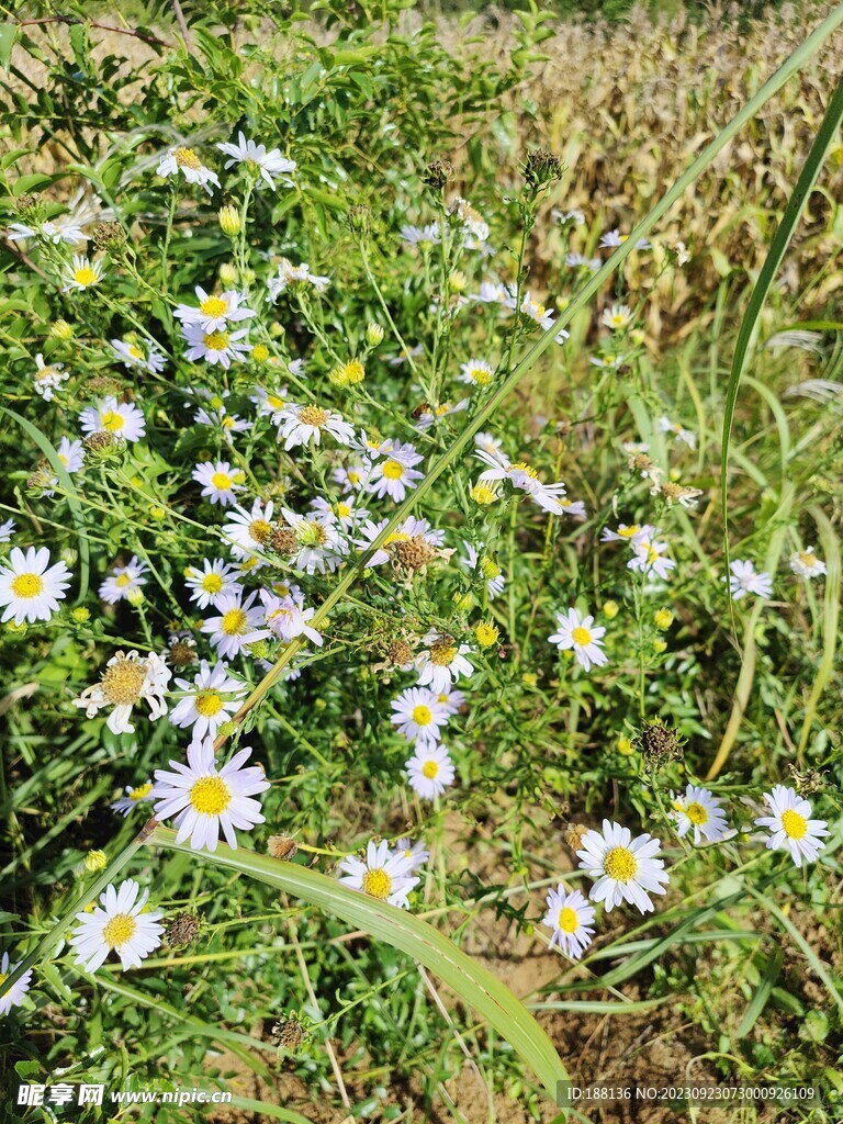 雏菊花