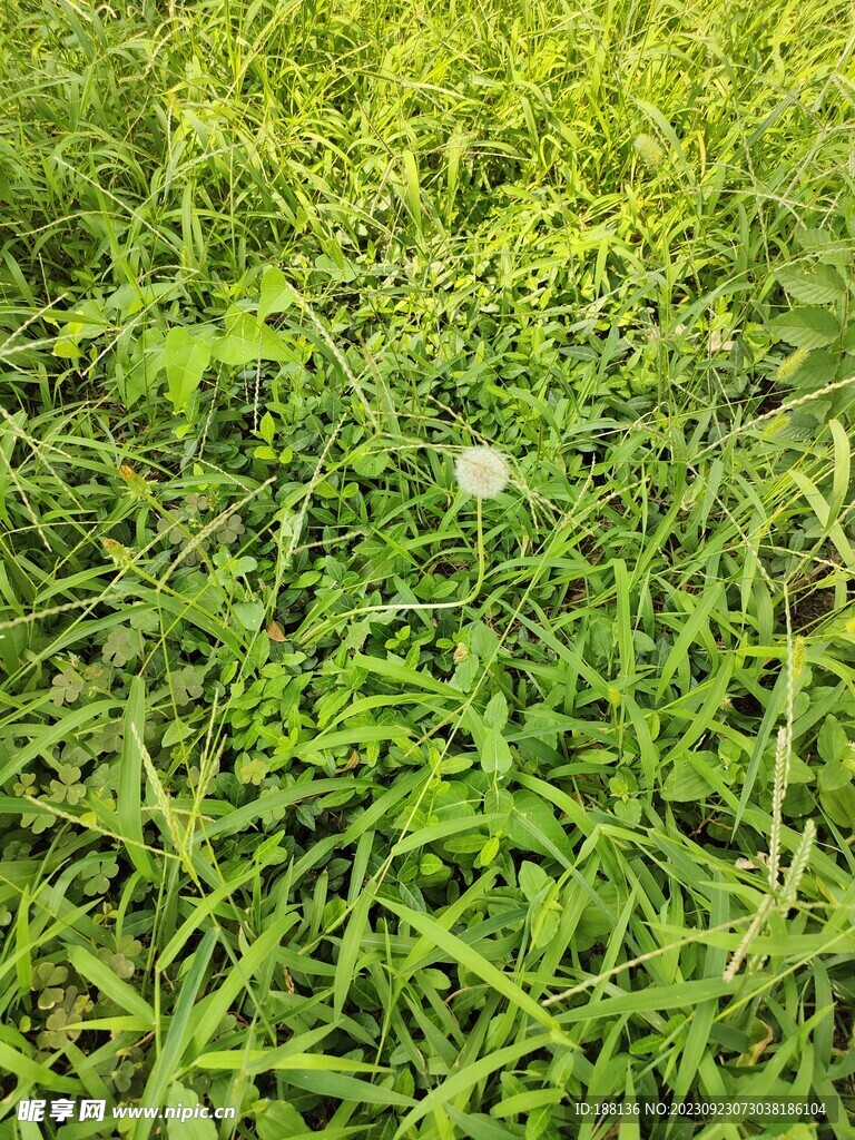 蒲公英