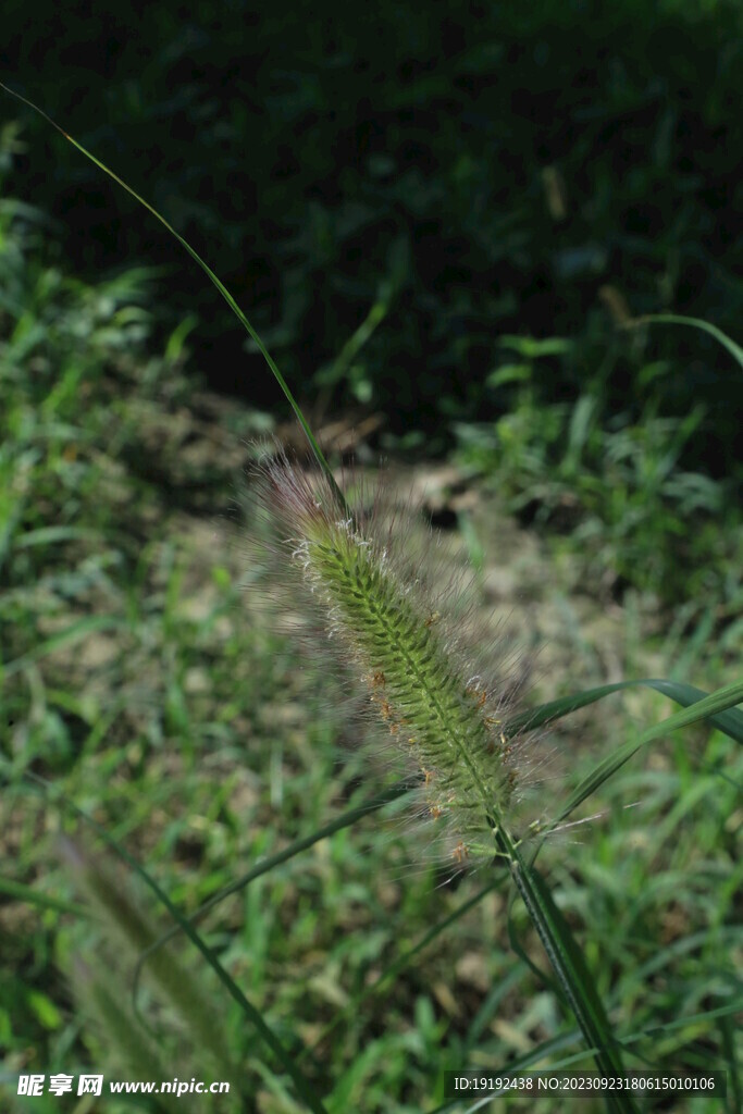狼尾草