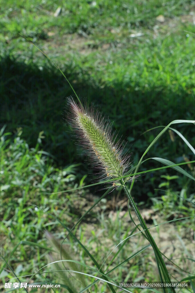 狼尾草