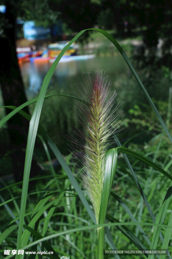 狼尾草