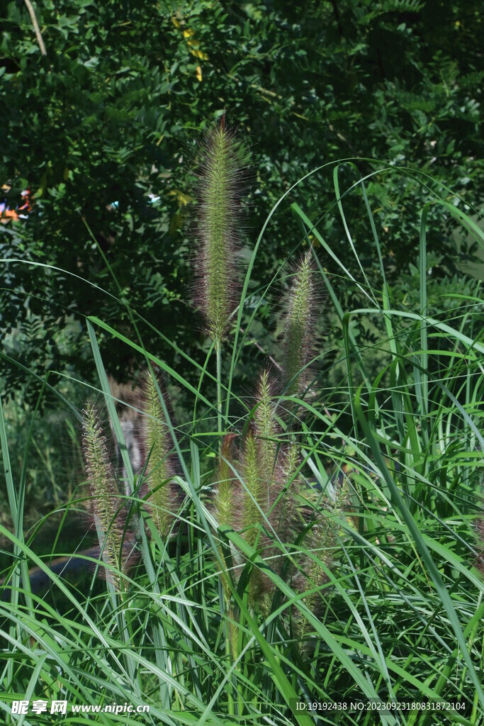 狼尾草 