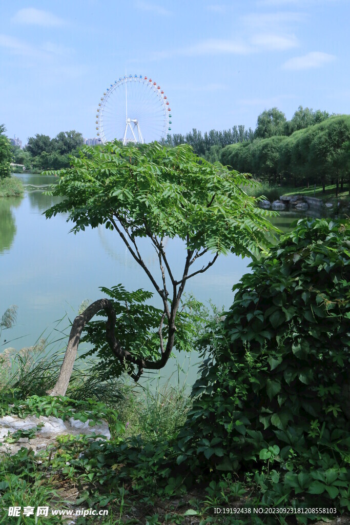 公园风景
