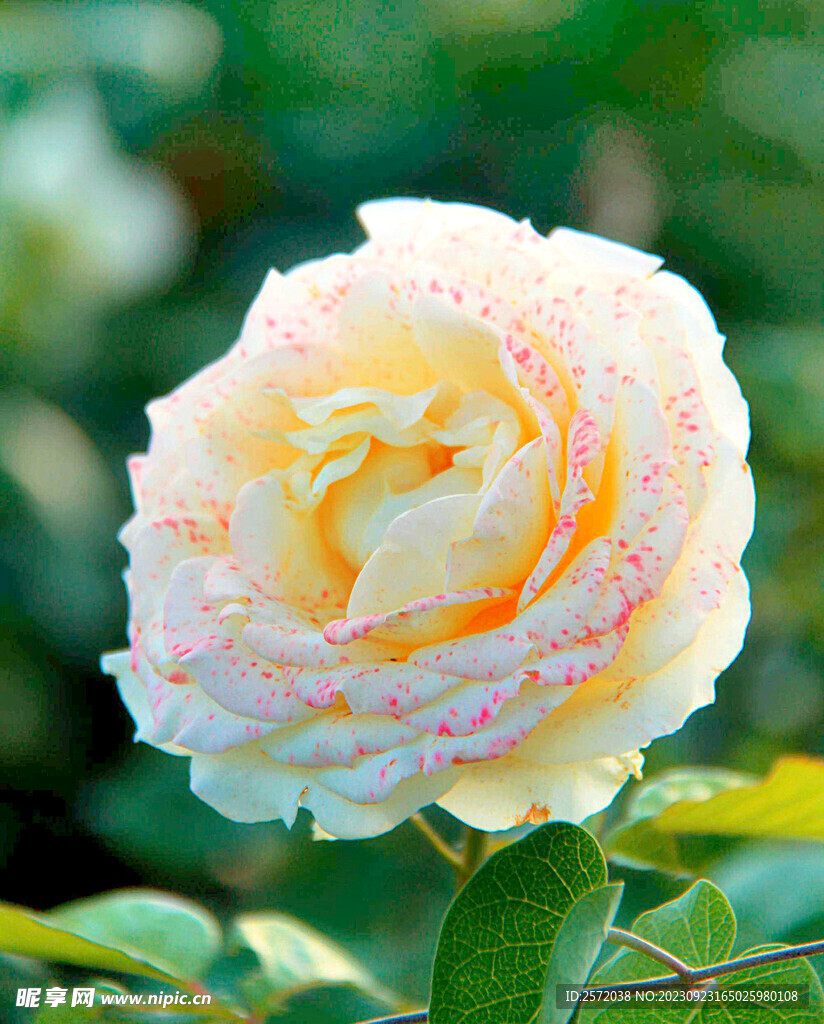 月季花开