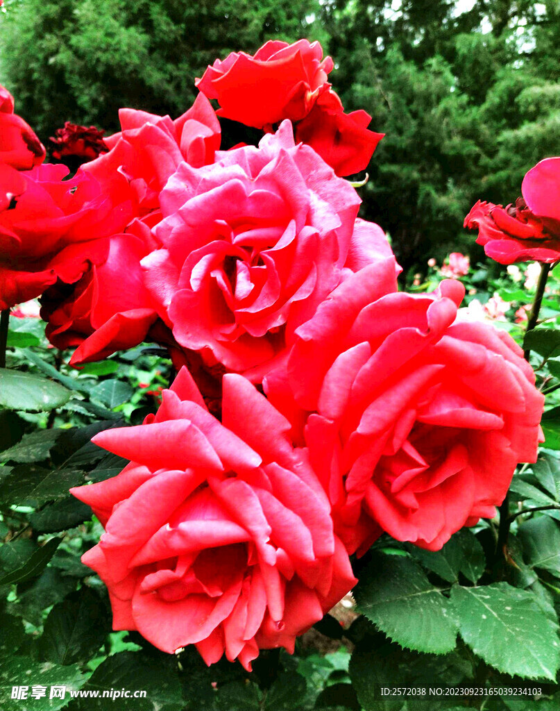 月季花开