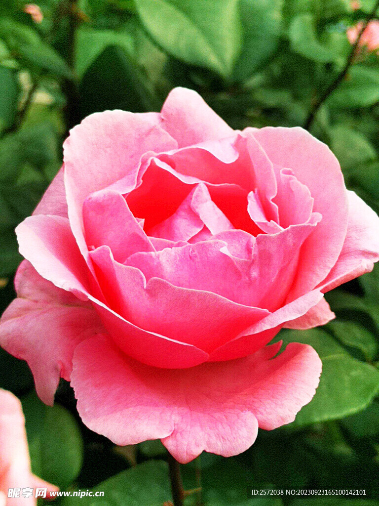 月季花开