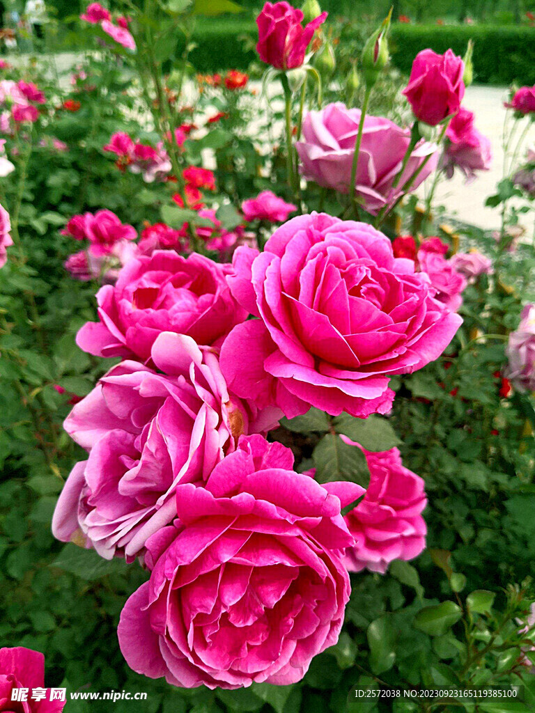 月季花开