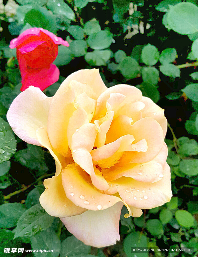 月季花开