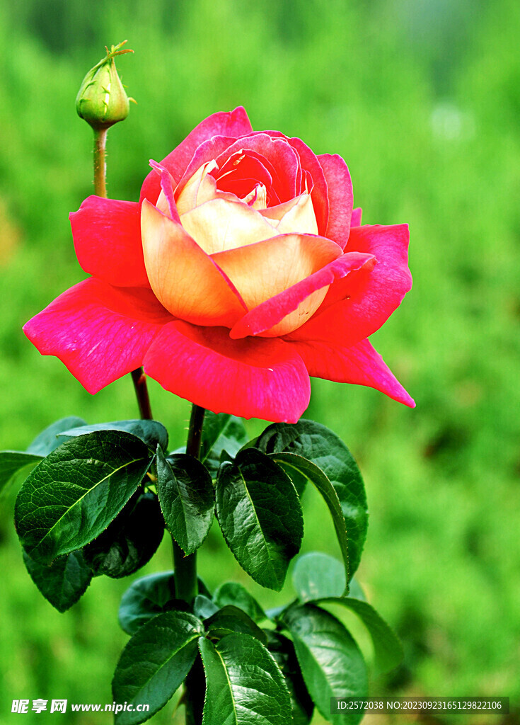 月季花开