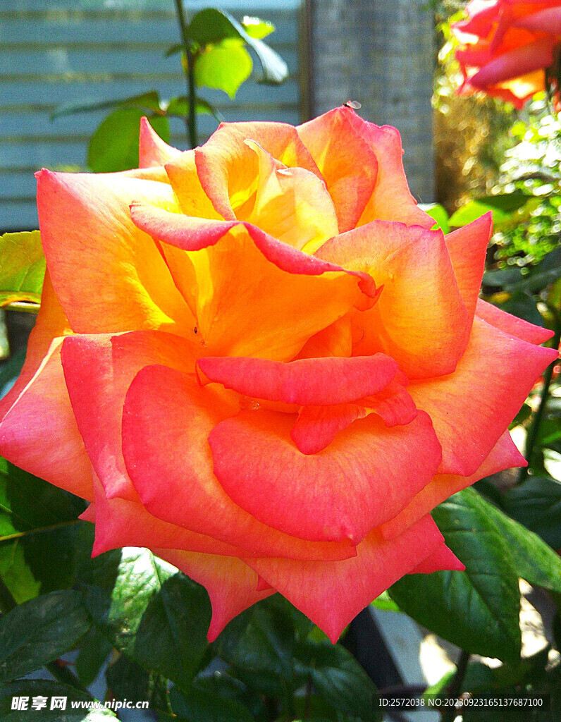 月季花开