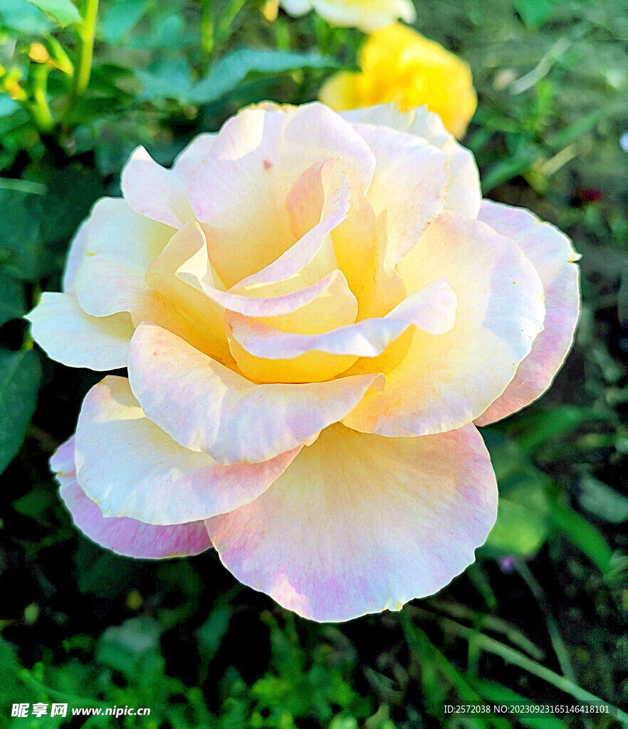 月季花开