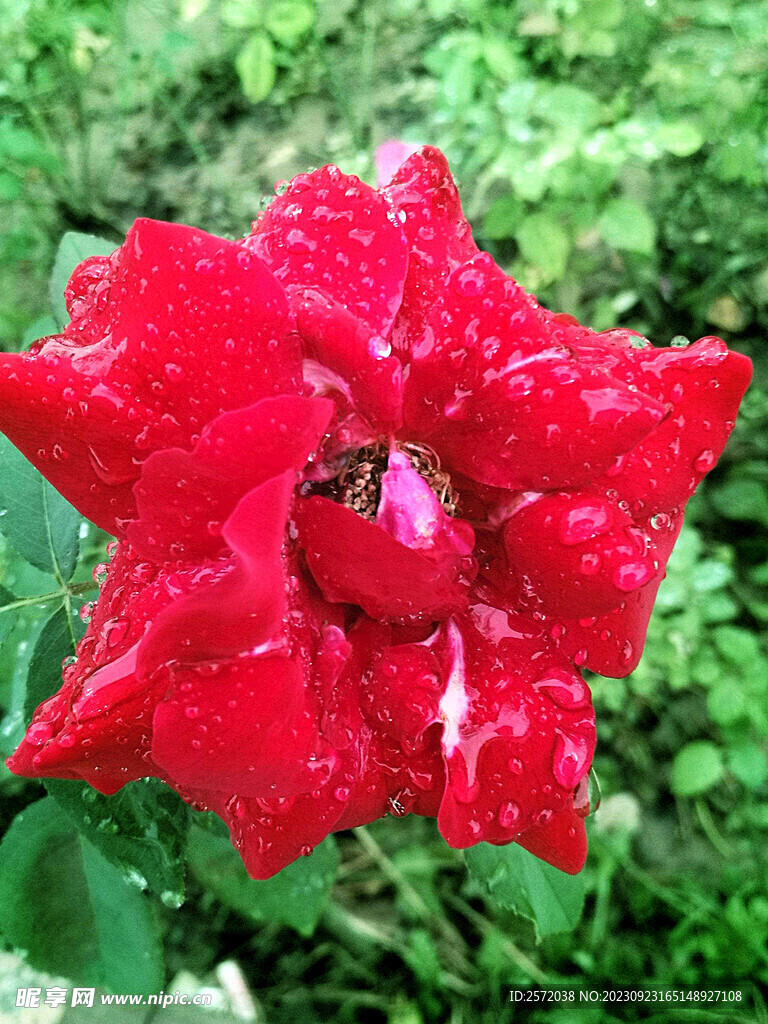月季花开