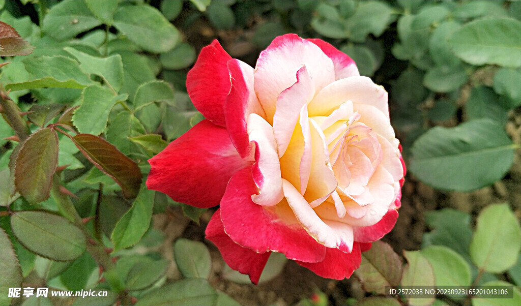 月季花开