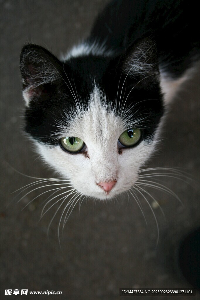 奶牛猫