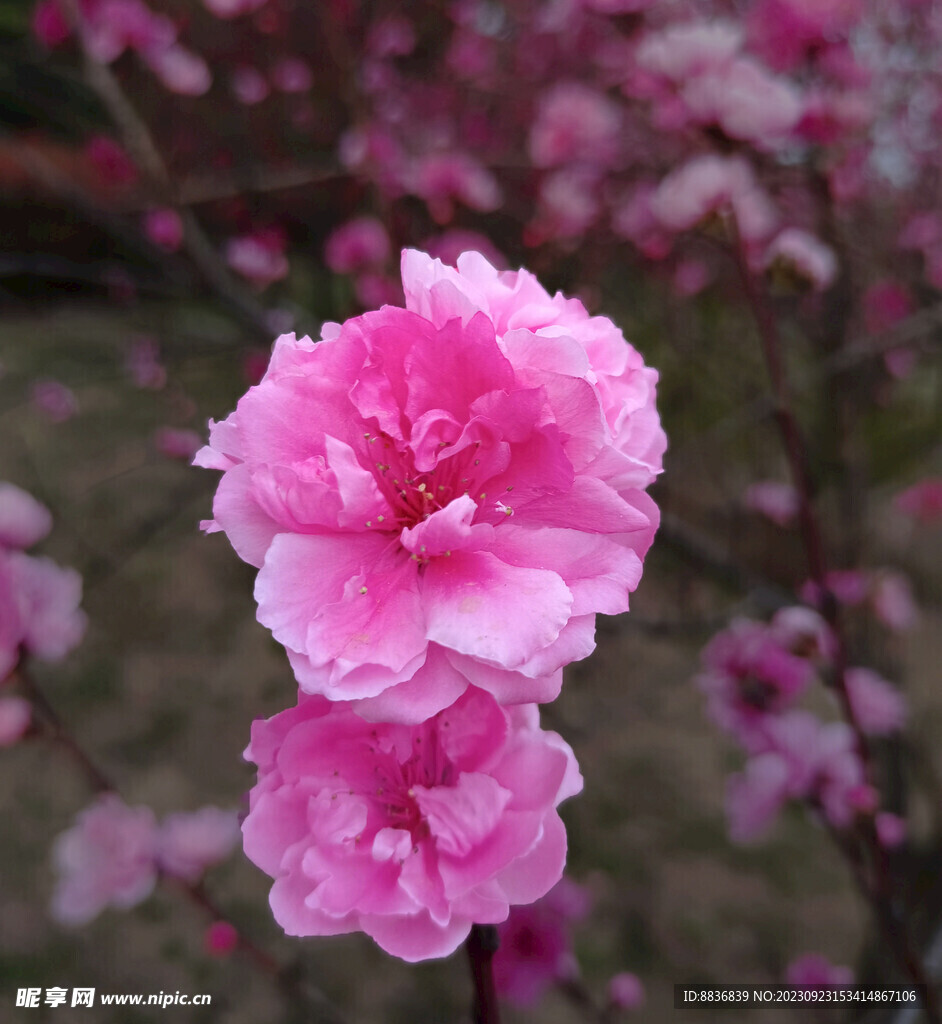 桃花