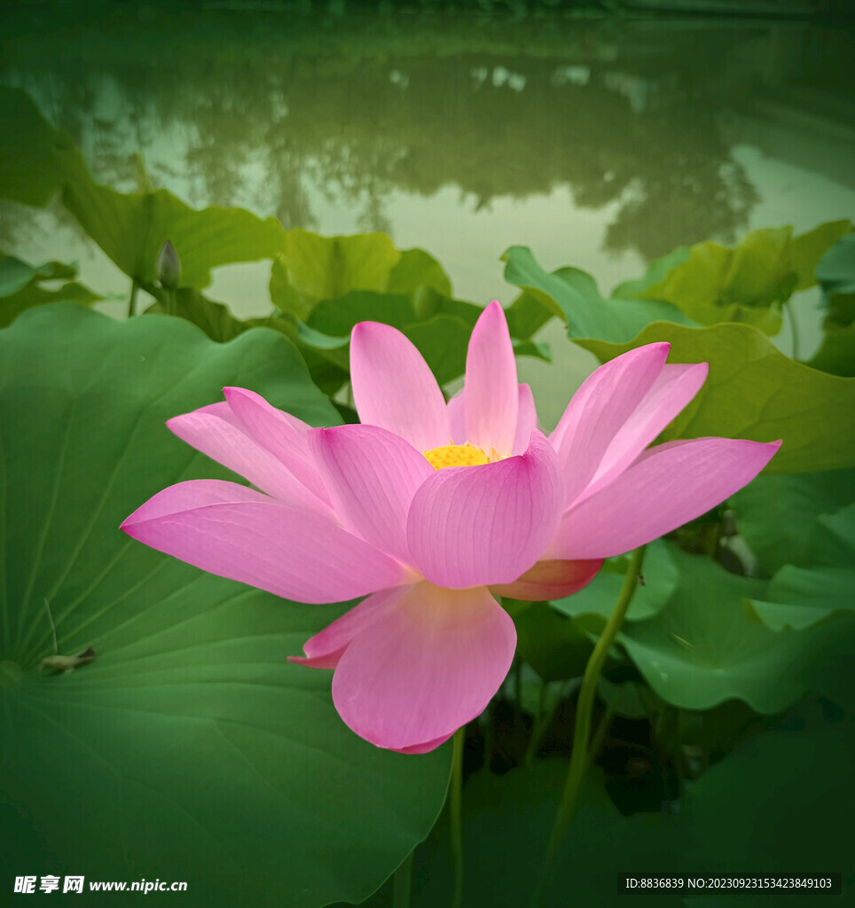 芙蓉