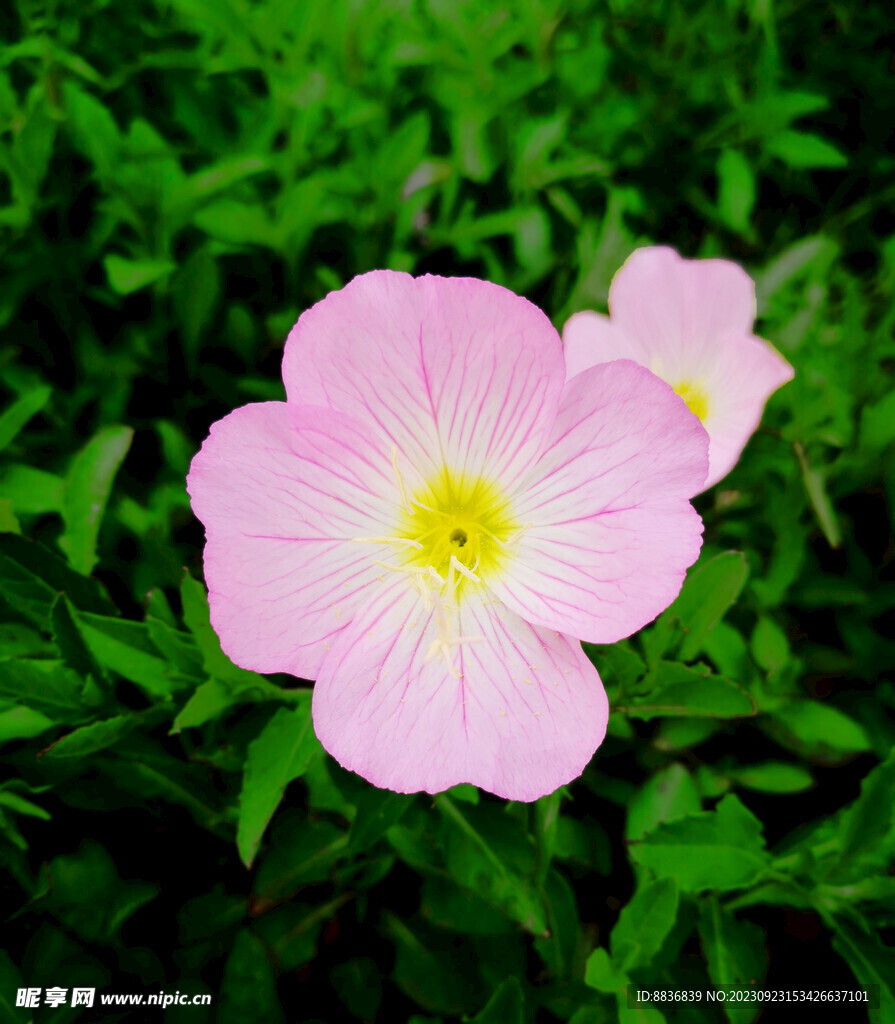 月见草