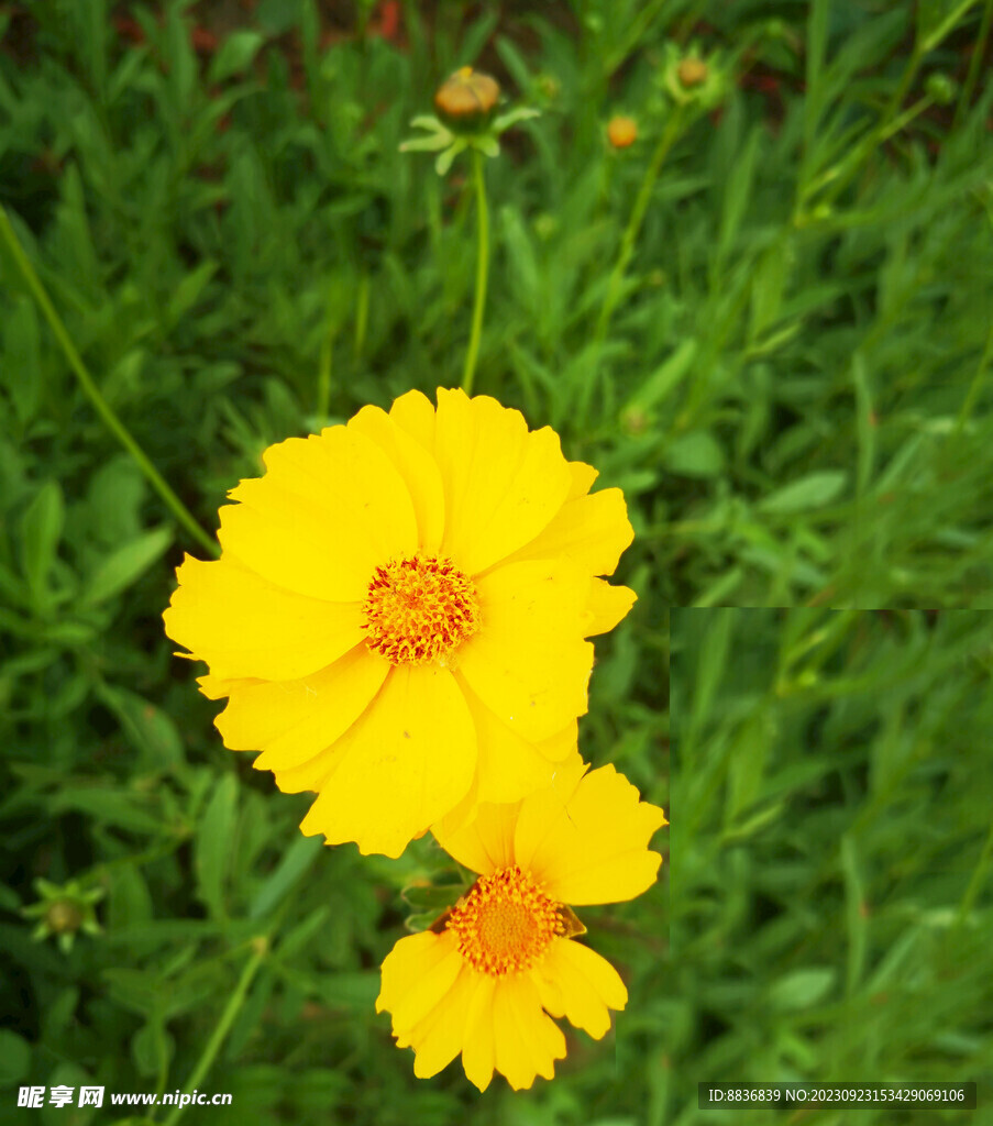 菊