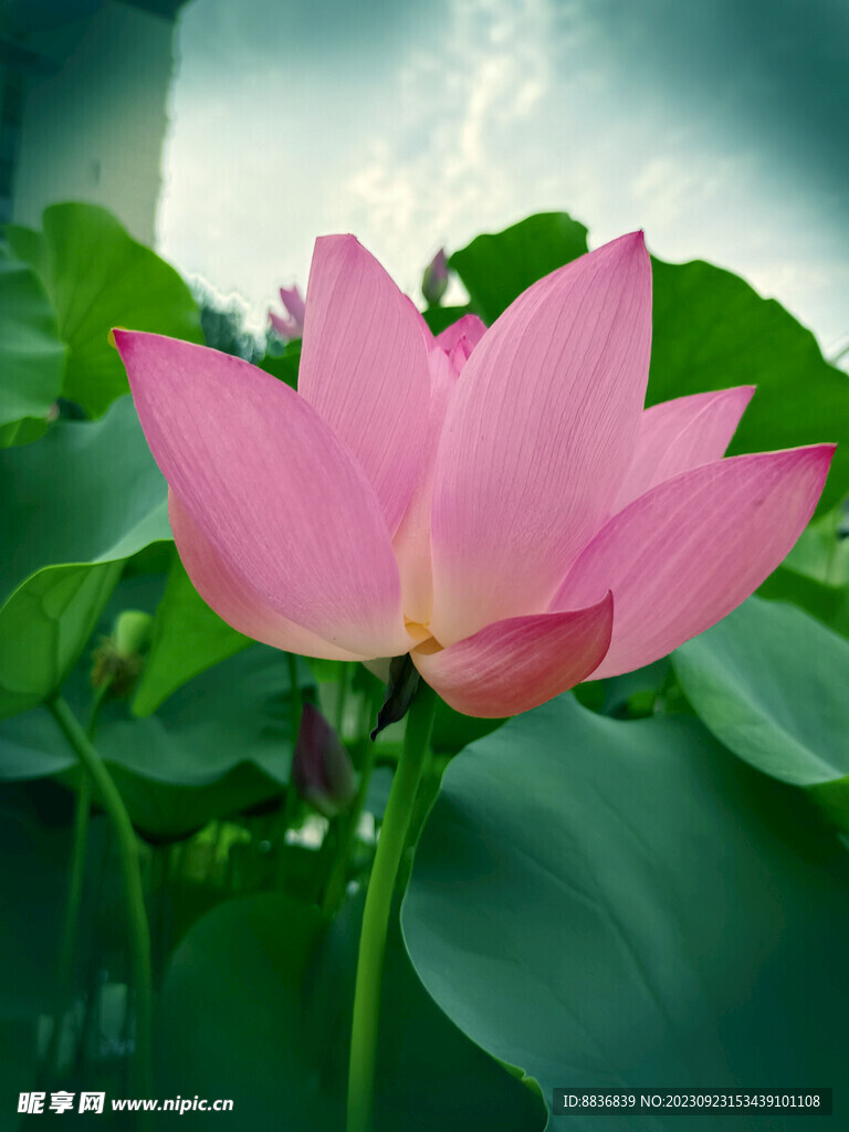 莲花