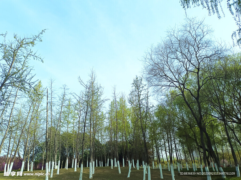 绿色树林