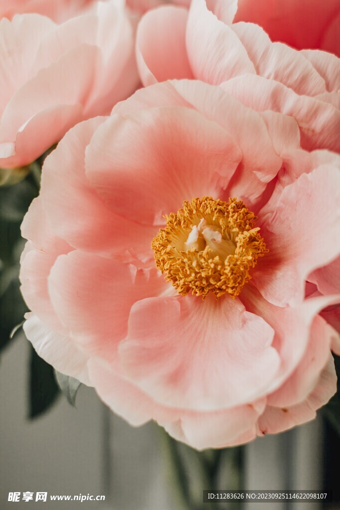 牡丹花素材