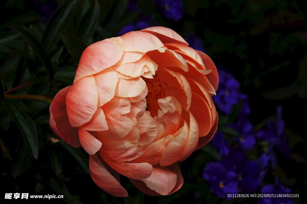 牡丹花素材