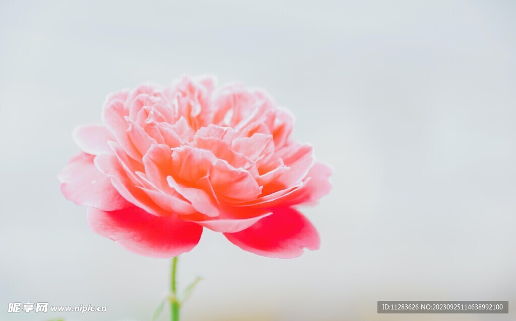 牡丹花素材