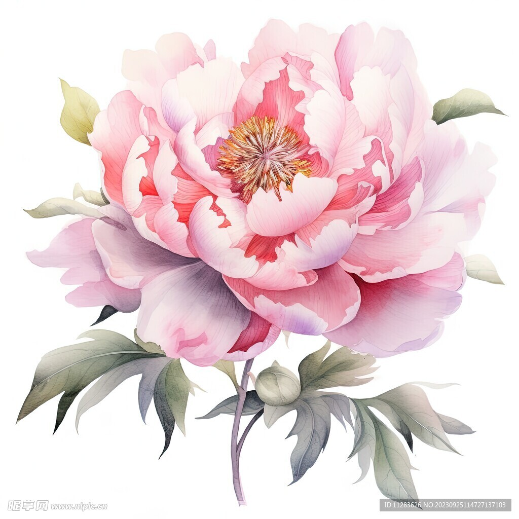 牡丹花素材