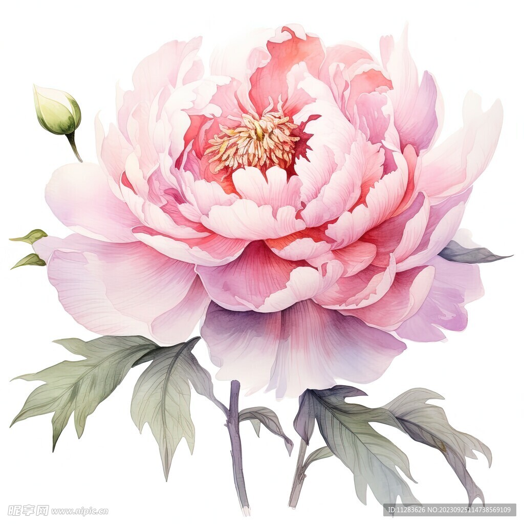 牡丹花素材