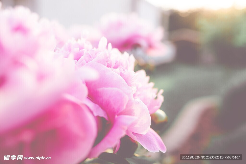牡丹花素材