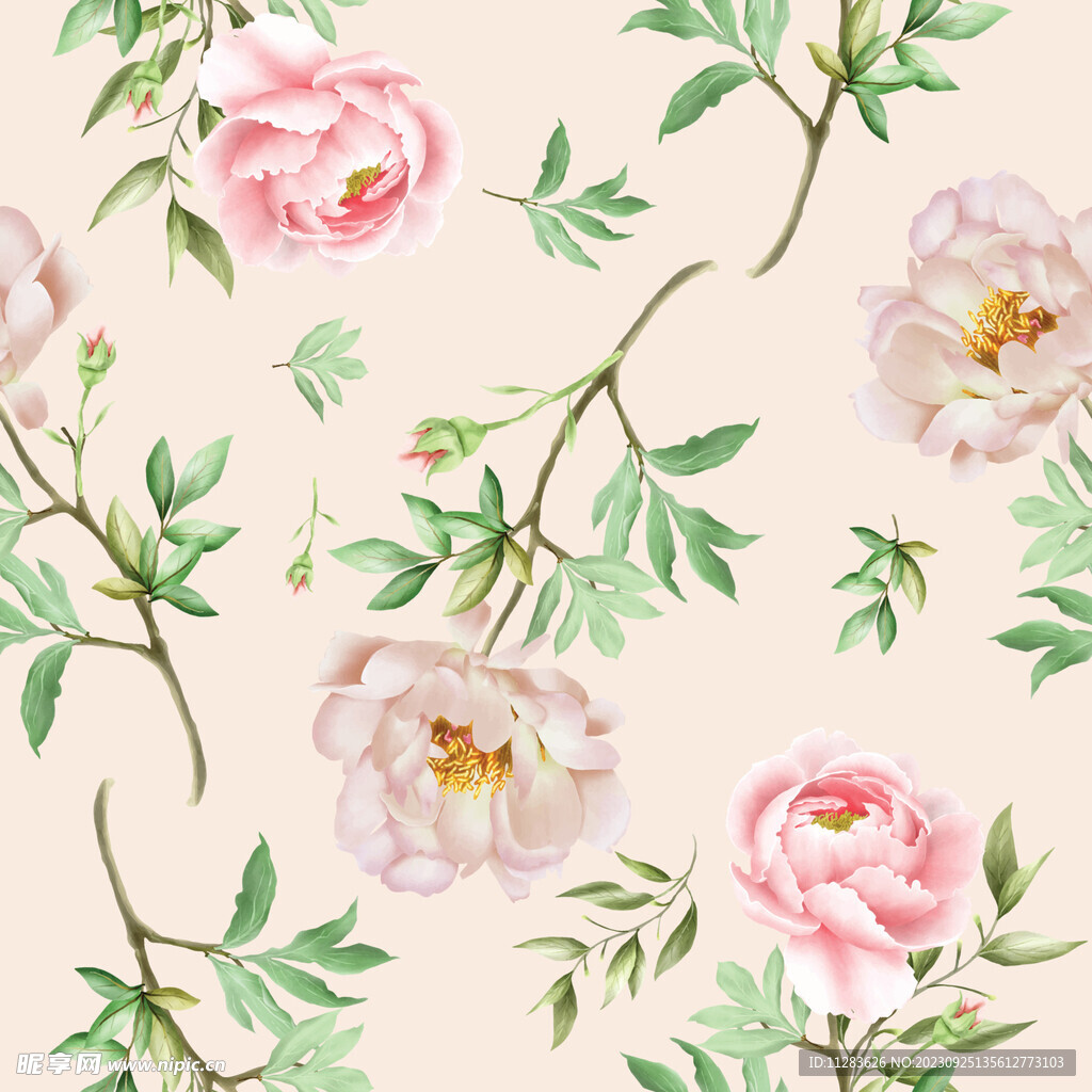 牡丹花插画