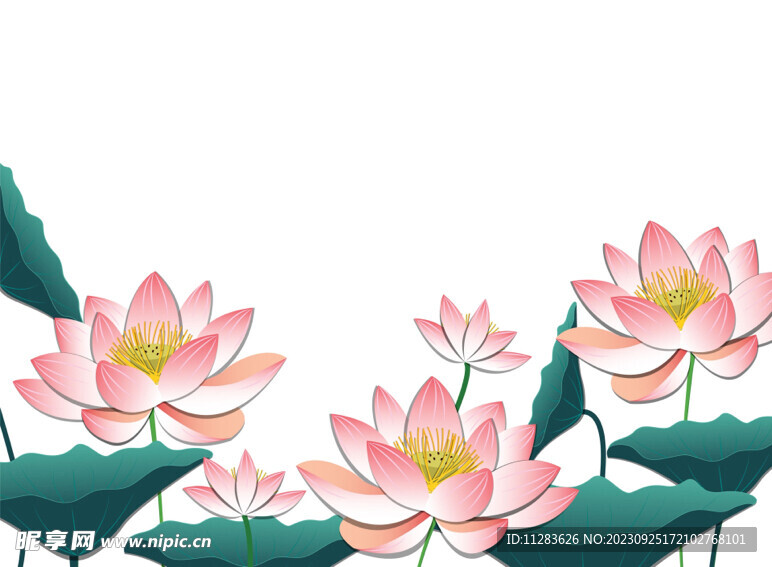 荷花插画
