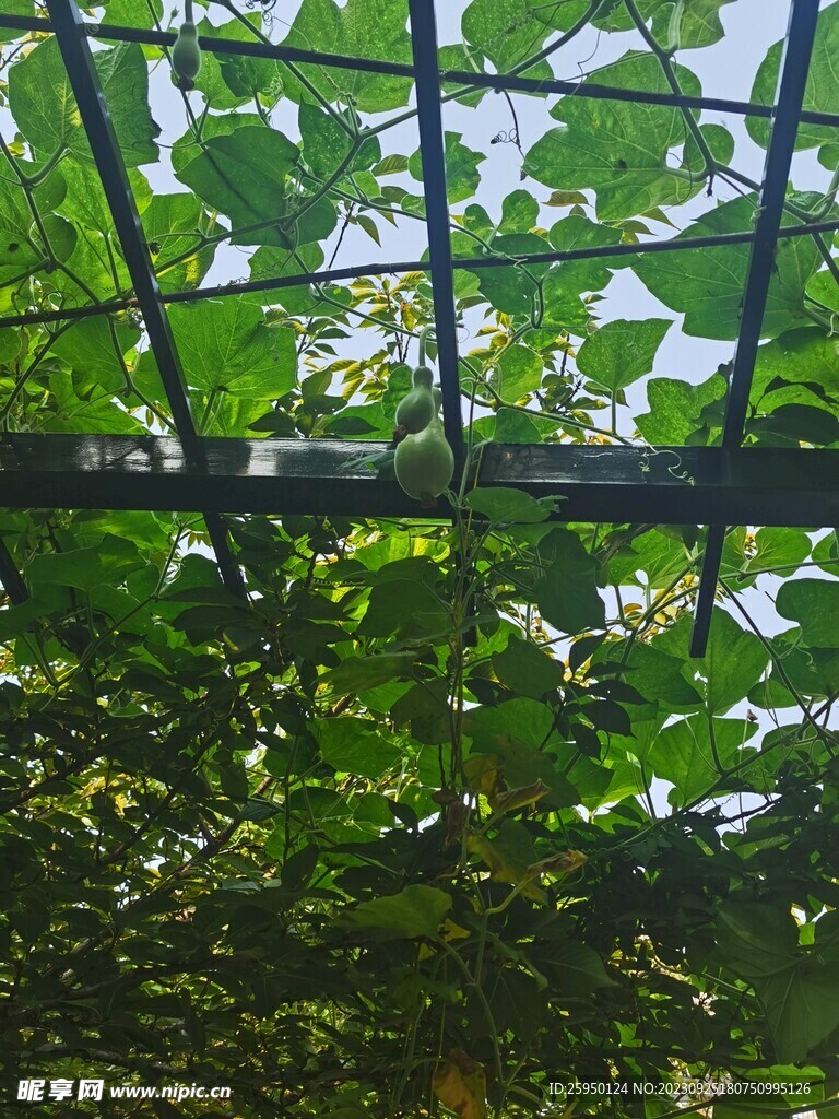 葫芦