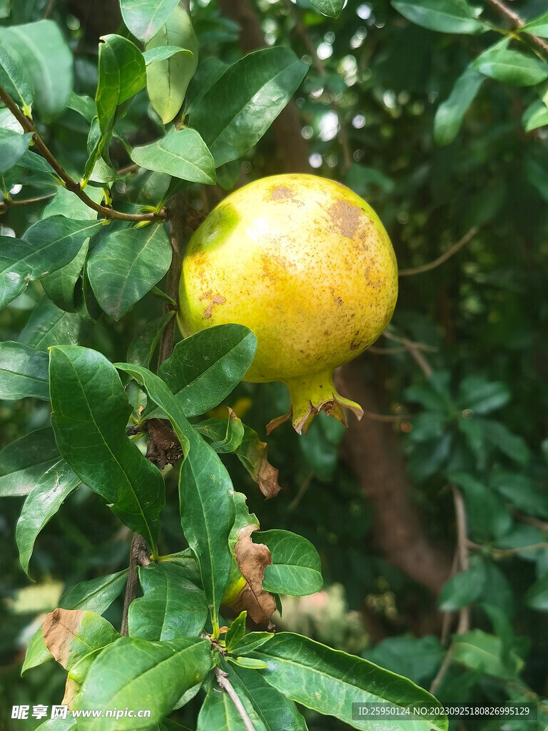 石榴