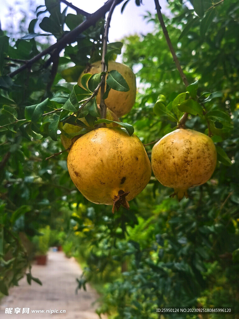 石榴