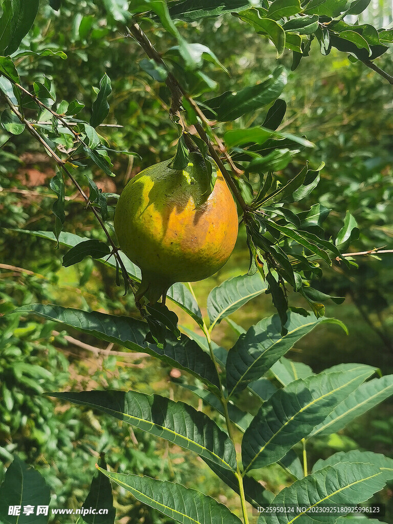 石榴