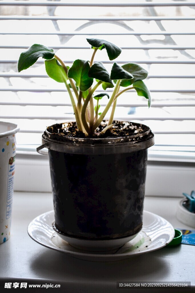 绿植盆栽