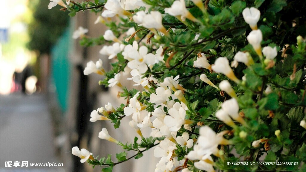 小白花