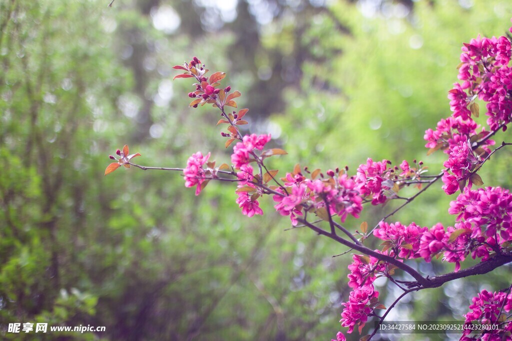 樱花