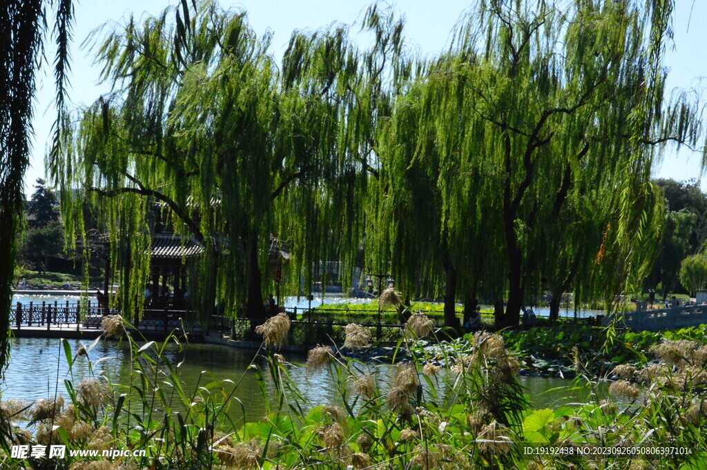公园风景 