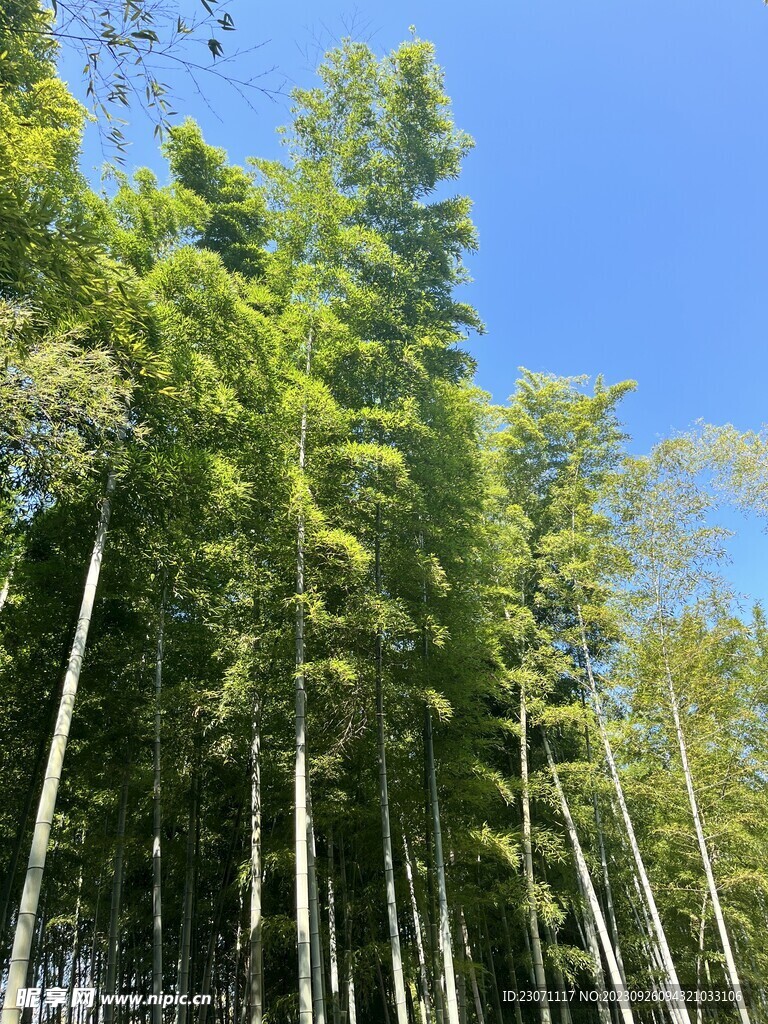 竹林