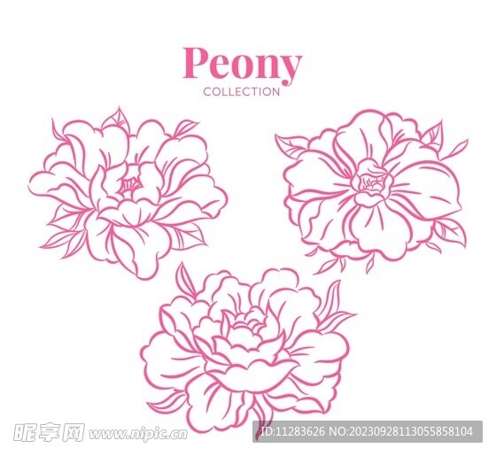 牡丹花插画