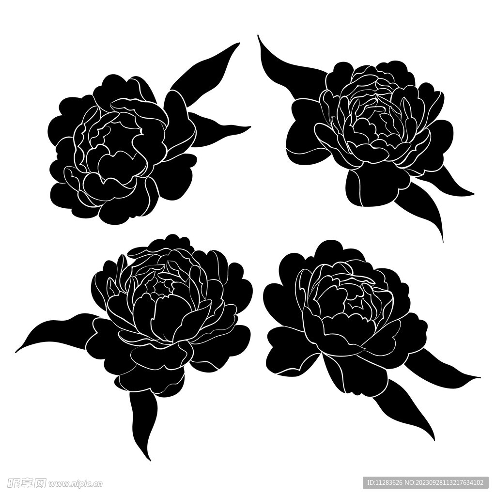 牡丹花插画