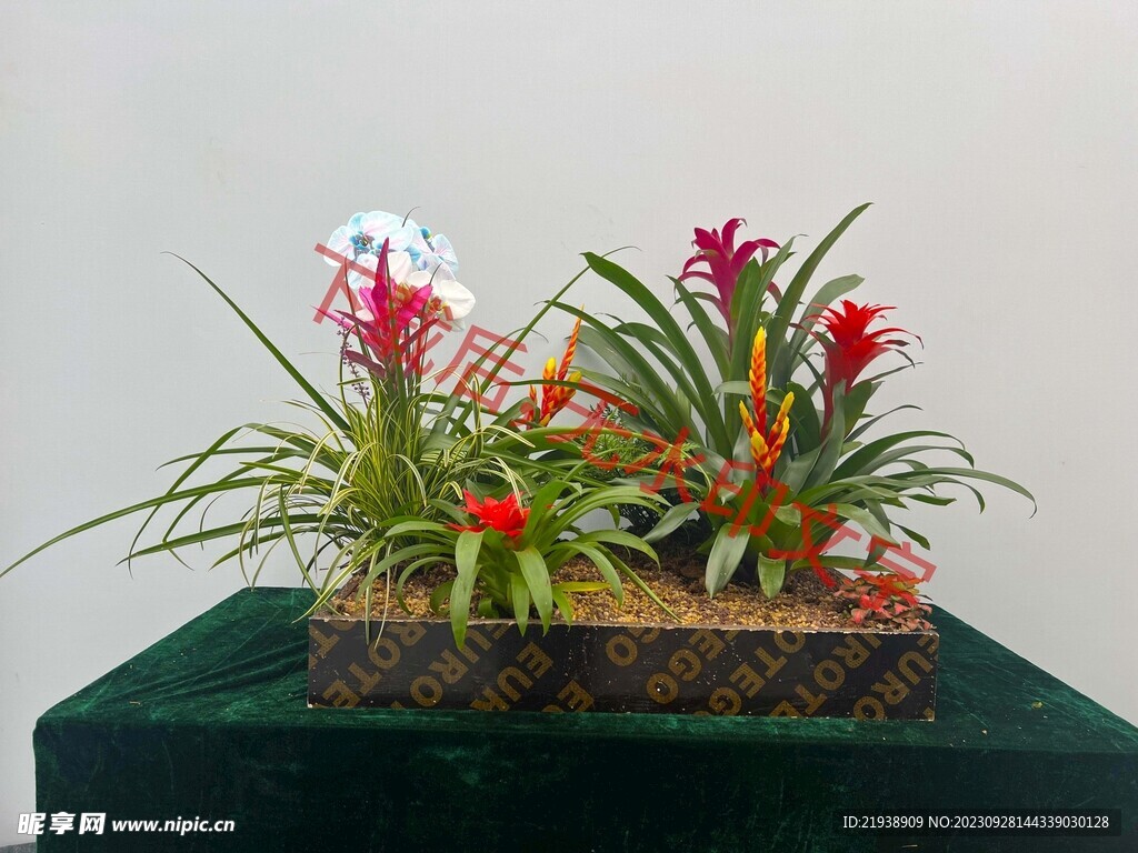 花卉盆栽组合