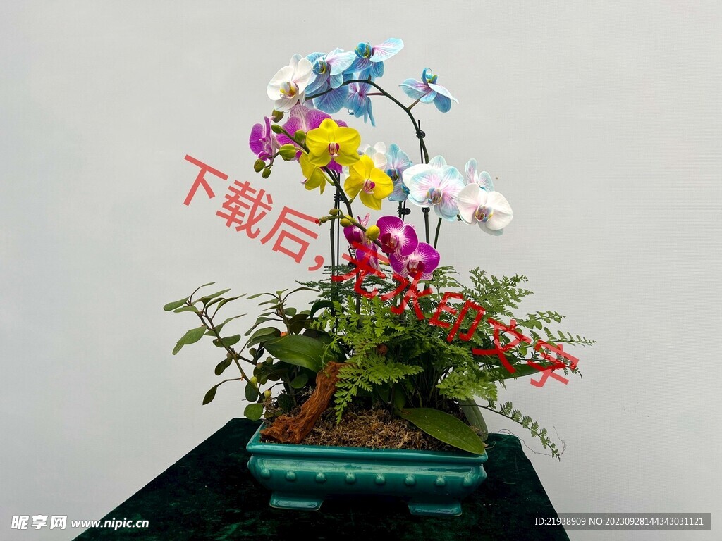 花卉盆栽组合