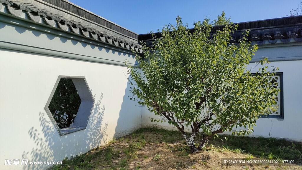 伊芦山梅园白墙灰瓦建筑梅树